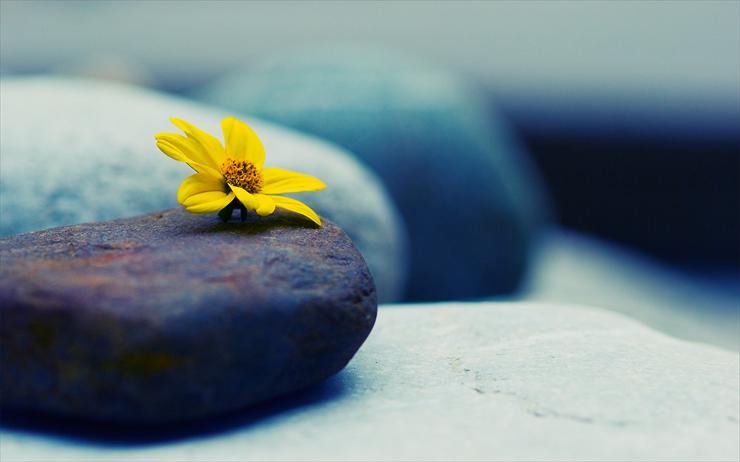 Featured Desktop HD Wallpapers 51 - Archive_Miscellaneous_Stones_and_flowers_026124_.jpg