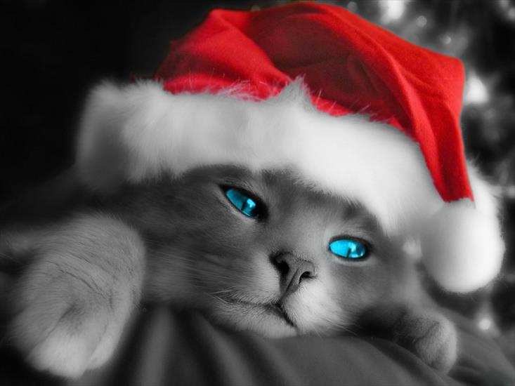 Świąteczne - Christmas_Cat.jpg