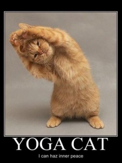 Śmieszne - Yoga_Cat.jpg