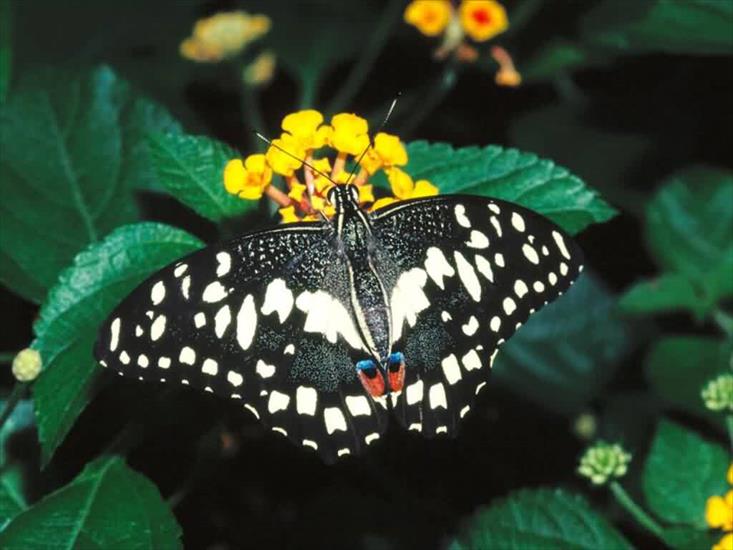 motyle i owady - motyl 8.jpg