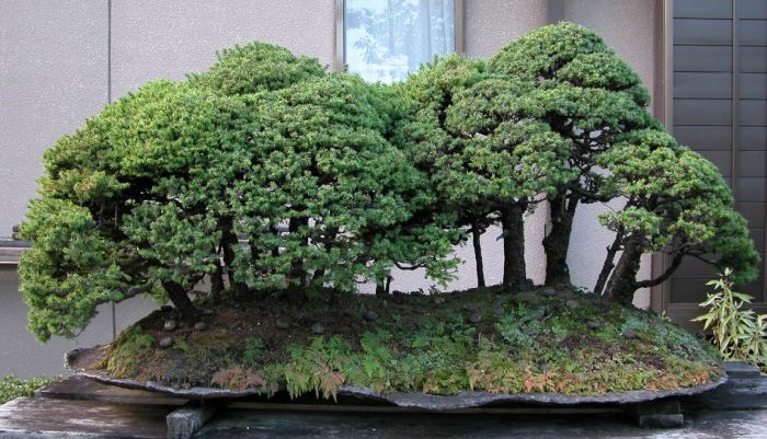 Drzewka -Bonsai - 192652las_1.jpg