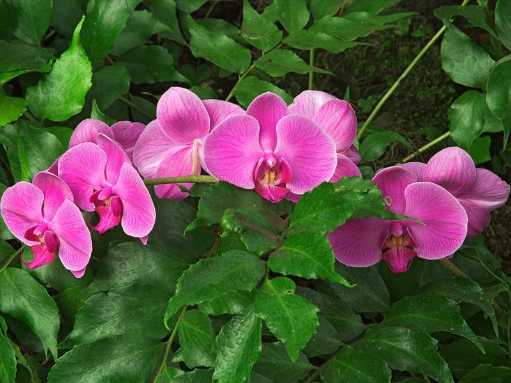 orchidea - ORCHIDEA8.jpg