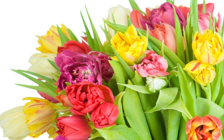 Tulipany - tulipany10.jpg