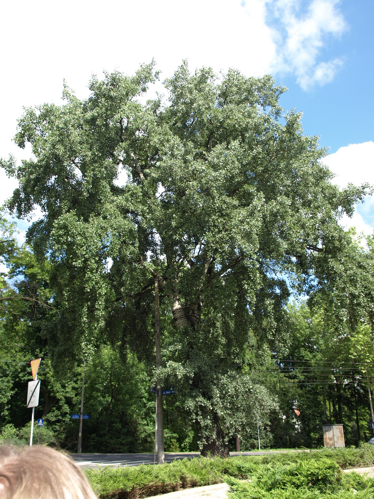 Park Szczytnicki 01.06.2009 - Populus alba - Topola biala.JPG