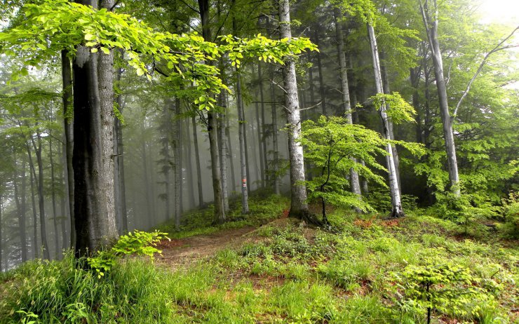 las - Forest-on-hills.jpg