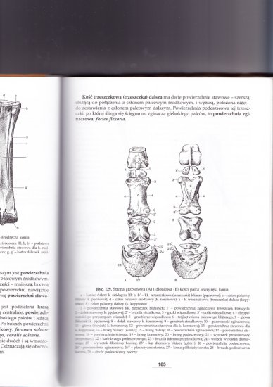 Osteologia - 185.jpg