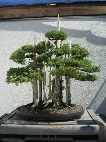 bonsai - mediumjyx5ms5547f928c405d6722857.jpg