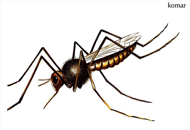 Owady - komar.jpg