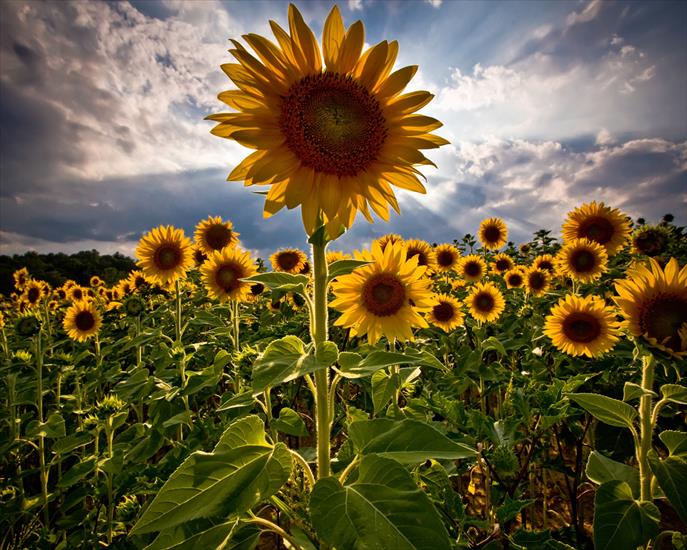 Romek-vigo - Sunflowers_1280_x_1024.jpg