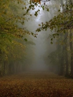 natura - autumn fog.jpg