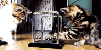 GIFY ANIMACJA IX - Cats discover physics. Cats try to determine what is.gif