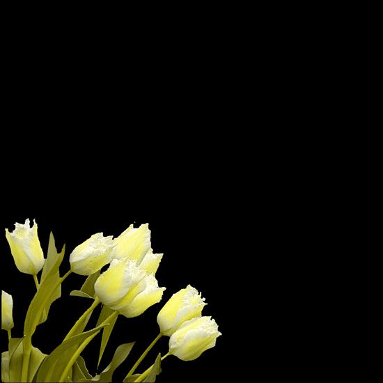 Galeria kwiatów - tulipes.png