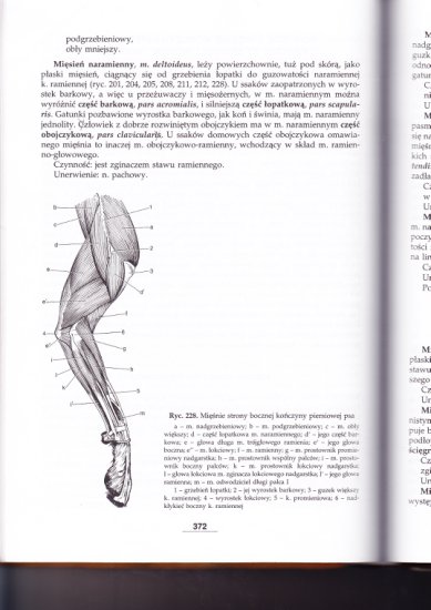 Myologia- nauka o mięśniach - IMG_0100.jpg