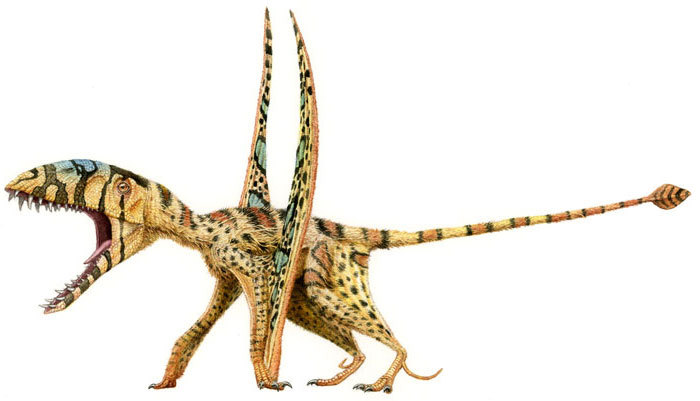 d - jcjcDimorphodon.jpg