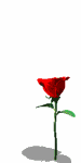 róże - rose04.gif