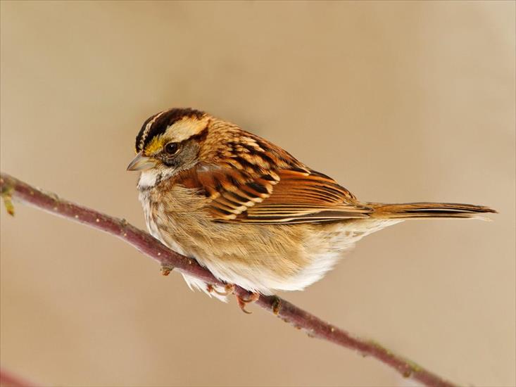 Ptaki birds - White-Throated Sparrow.jpg
