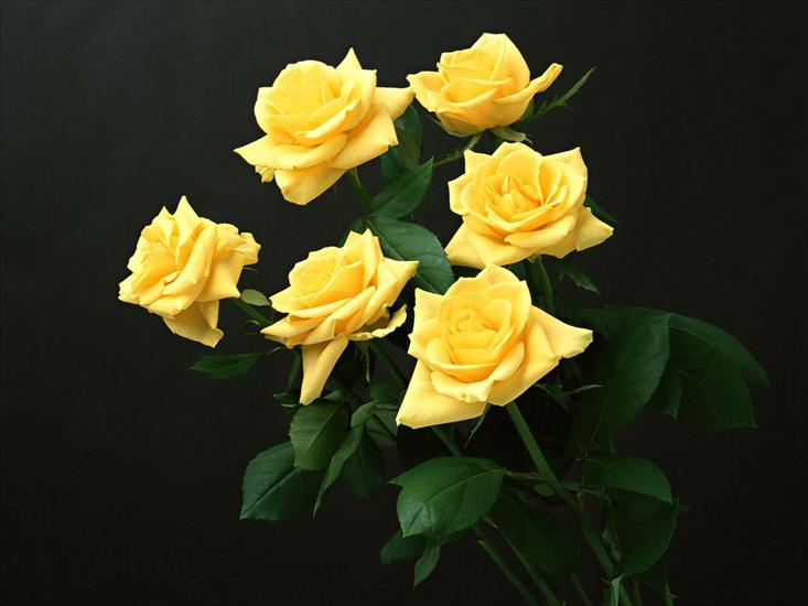 ŻÓŁTE ORANGE - róże żółte.jpg