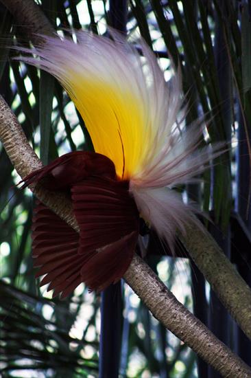 Głosy natury - Rajski ptak_Paradisaea_apoda_-Bali_Bird_Park-7.jpg