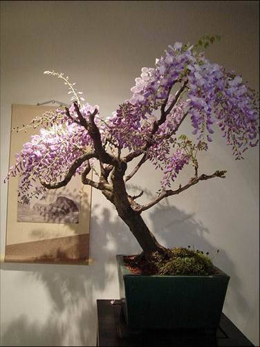   bonsai - najpiękniejsze drzewka - Obraz30.jpg