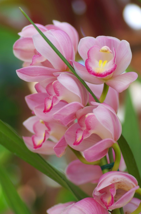 orchidee - storczyk.jpg