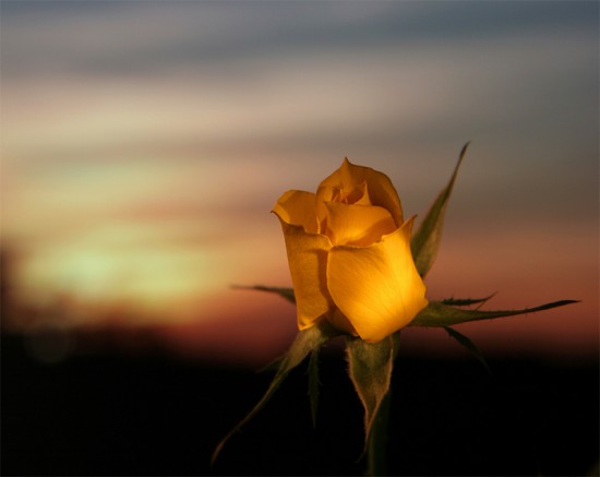 RÓŻA - k-Rose-nature-yellow-ANALOVE-FLOWER-bellas-trandafiri-cvetq-Love-my-albums_large.jpg