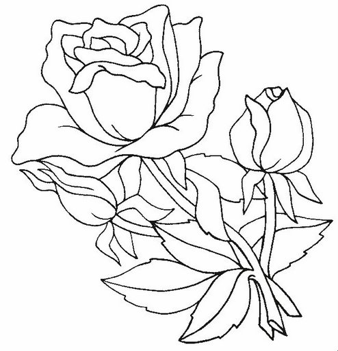 kwiaty3 - rose.jpg