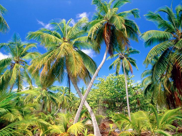 Tropiki - Palm Paradise, Seychelles.jpg