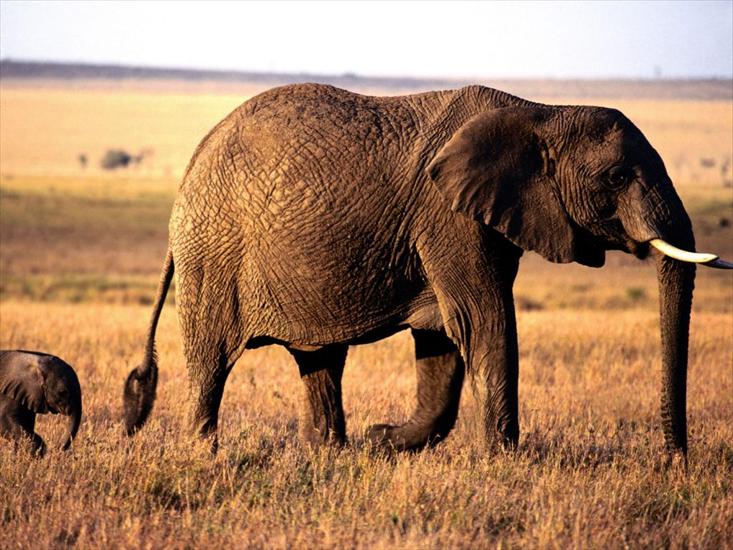 Słonie - zwierzeta370.jpg