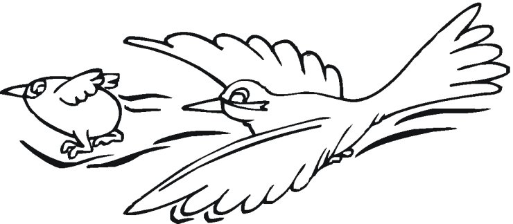 różne - wróbel - kolorowanka ptaki 27.gif