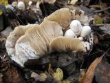atlas grzybów - Volvariella surrecta 6.jpg