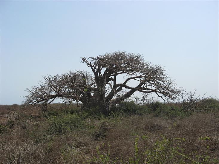 Senegal_Islands - Madeleine_Island_Baobab_nain.jpg