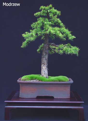 DRZEWKA BONSAI - bonsai 6.jpg