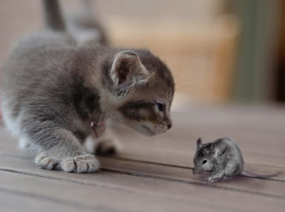 Koty - śmieszne - Milady_and_Mouse_by_Elvenspot.jpg