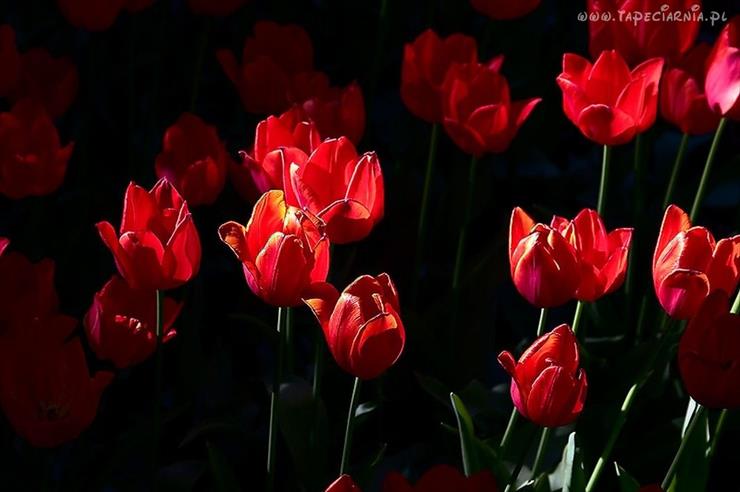 Tulipany - 69624_kwiaty_czerwone_tulipany.jpg