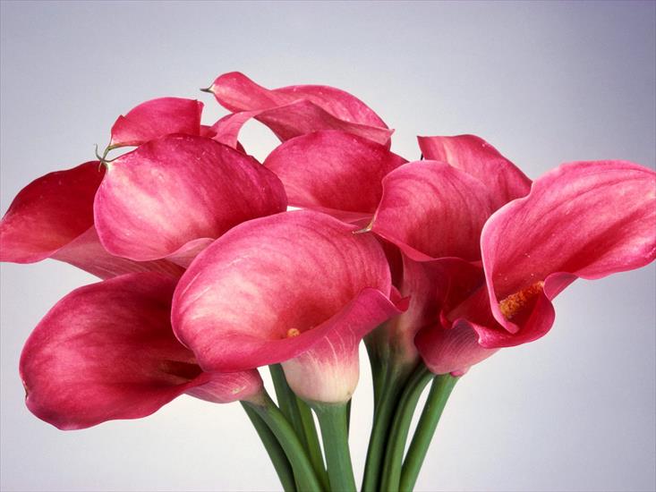 Kwiaty1 - Pink_Calla_Lilies.jpg