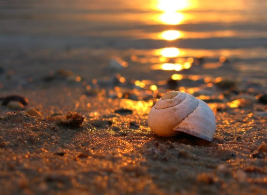 Rozne 7 - by-Sanura-uploaded-by-GOTINHA-category-tags-snail-sea-s...ail-keiths-pics-nature-natur-ceca-The-Sea-pretty_large.jpg