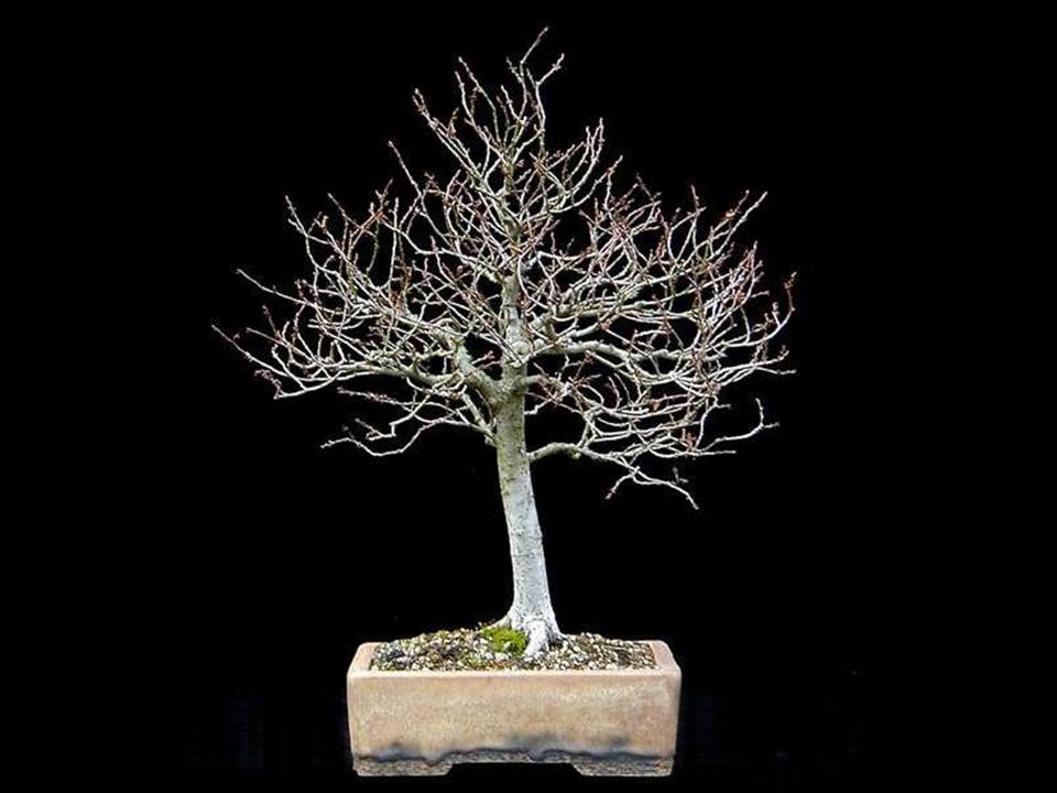 Drzewka Bonsai - bonsai 53.JPG