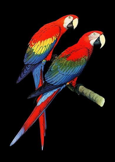 Zwierzęta,Ptaki - parrot 9.png
