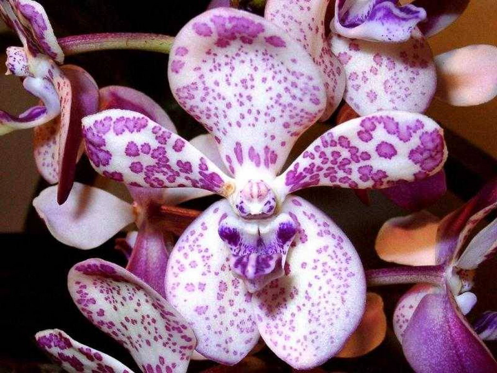 Orchidee - 9n1.jpg