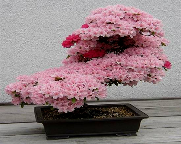 Drzewka Bonsai - EJP011.jpg