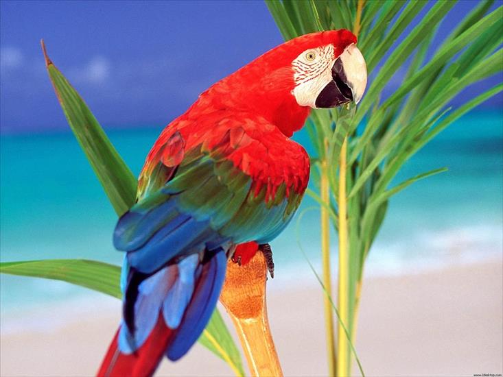TAPETY-1 - Tropical_Colors_66671.jpg