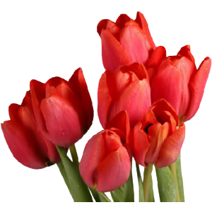Kwiaty png - TULIPANY CZERWONE1.png