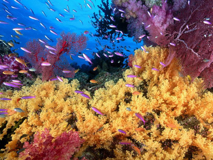 Tapety na pulpit - Soft Yellow Corals and Anthias Fish.jpg