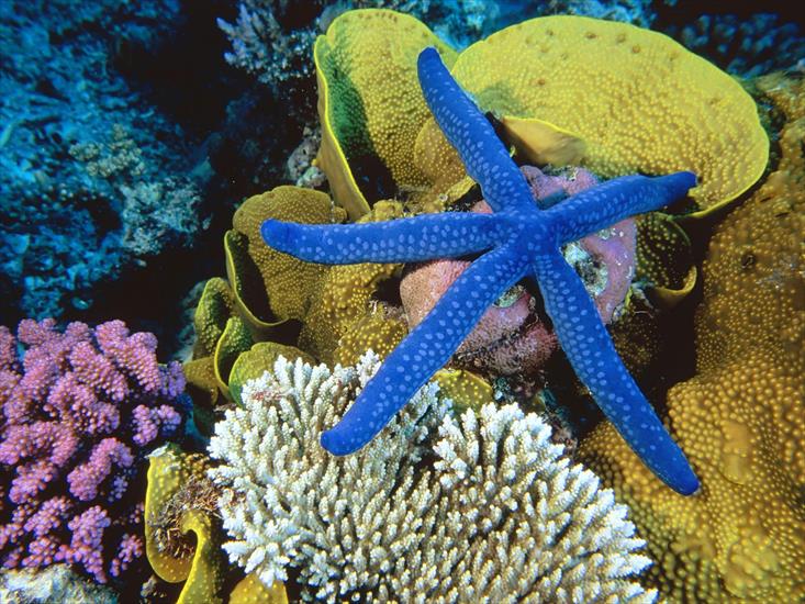 Rafa koralowa - Blue Linckia Sea Star, Great Barrier Reef, Australia.jpg