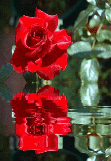 czerwone róże - 63.gif