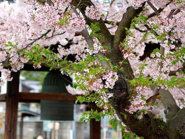 Wiosna w Japonii - wiosna_w_japonii_05.jpg