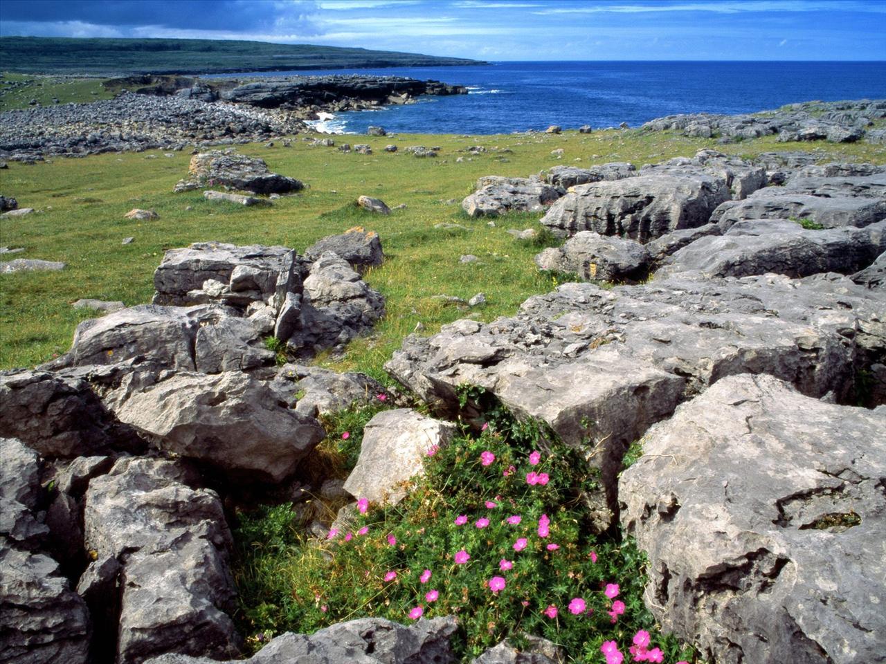 TAPETY WIDOKI - Wildflowers of the Burren, Ireland.jpg