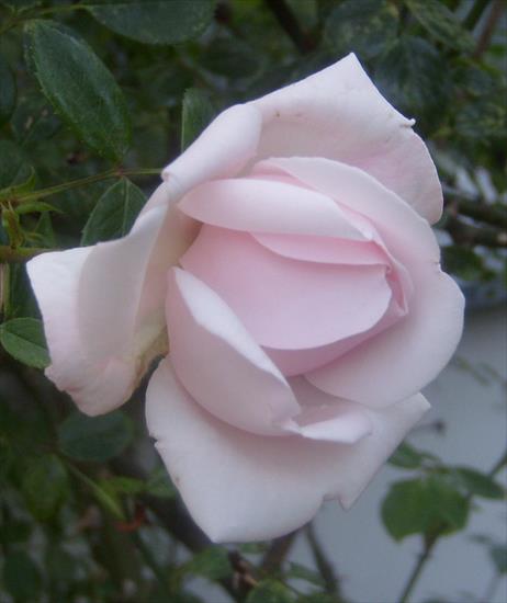 kwiaty - róża2.JPG