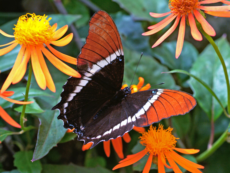 Piękne motyle - butterfly_12_m.jpg
