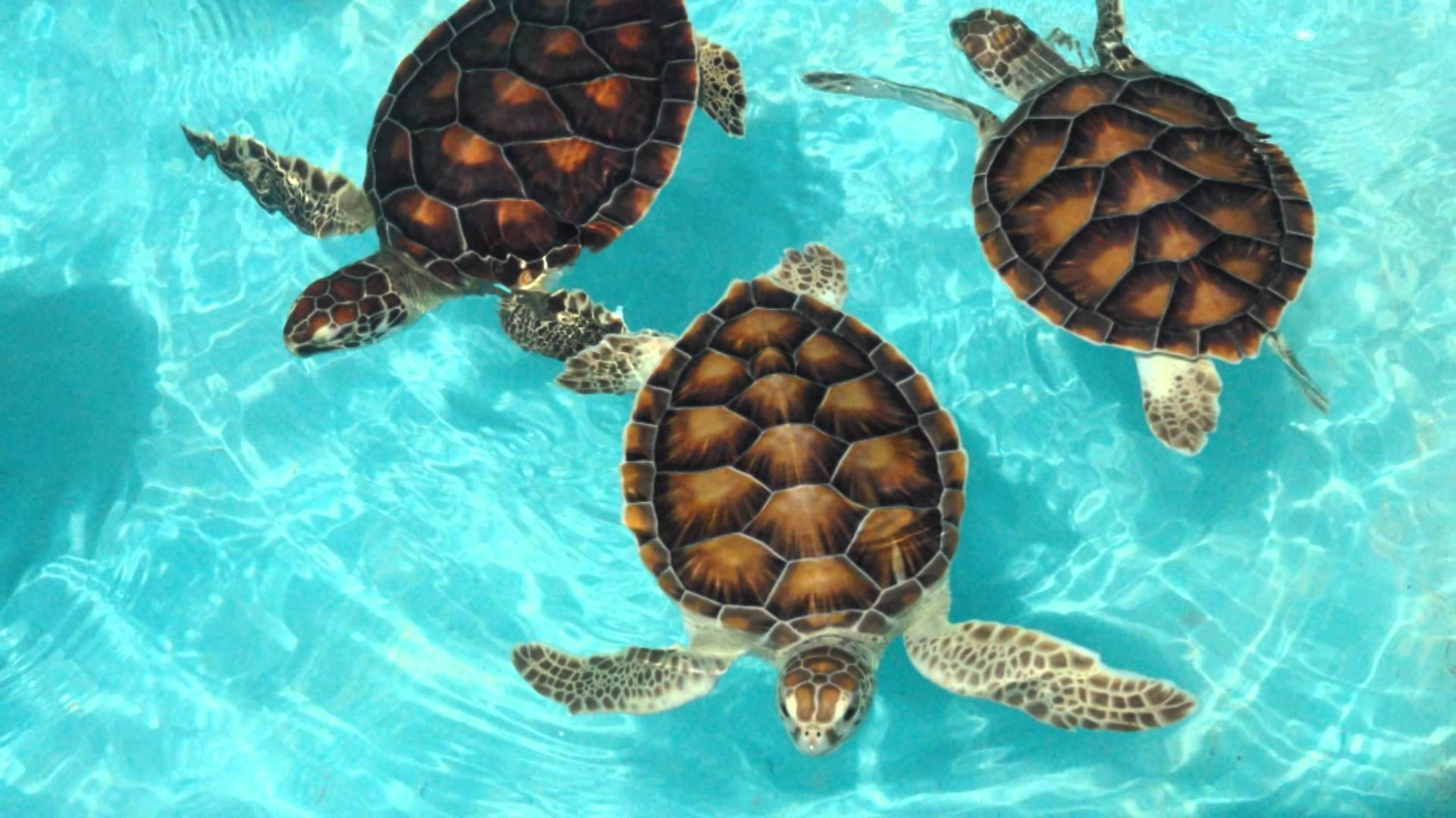 Żółwie morskie - 20.jpg